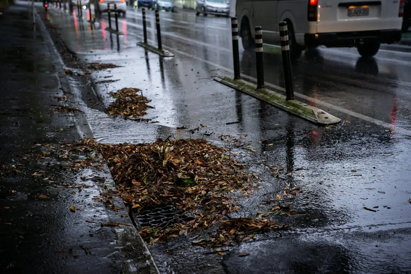 Avaloir encombré de feuilles mortes à l'automne, gîte à moustiques