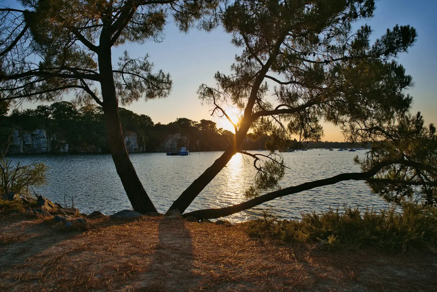 Pins au bord du Bassin d'Arcachon au coucher du soleil, secteur Bassin d'Arcachon — anti-moustique Gujan-Mestras