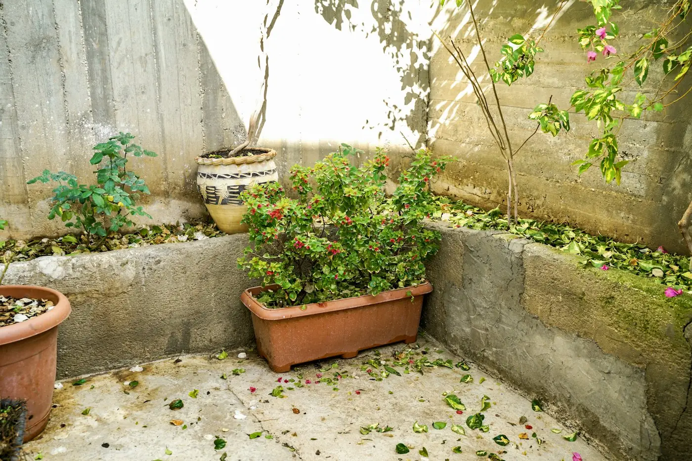 Pots et soucoupes dans une cour au printemps, gîtes du moustique tigre