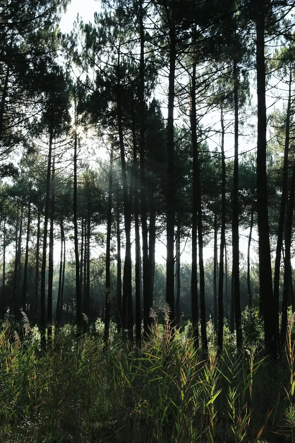 Forêt de pins du Médoc, secteur Médoc — anti-moustique Le Taillan-Médoc