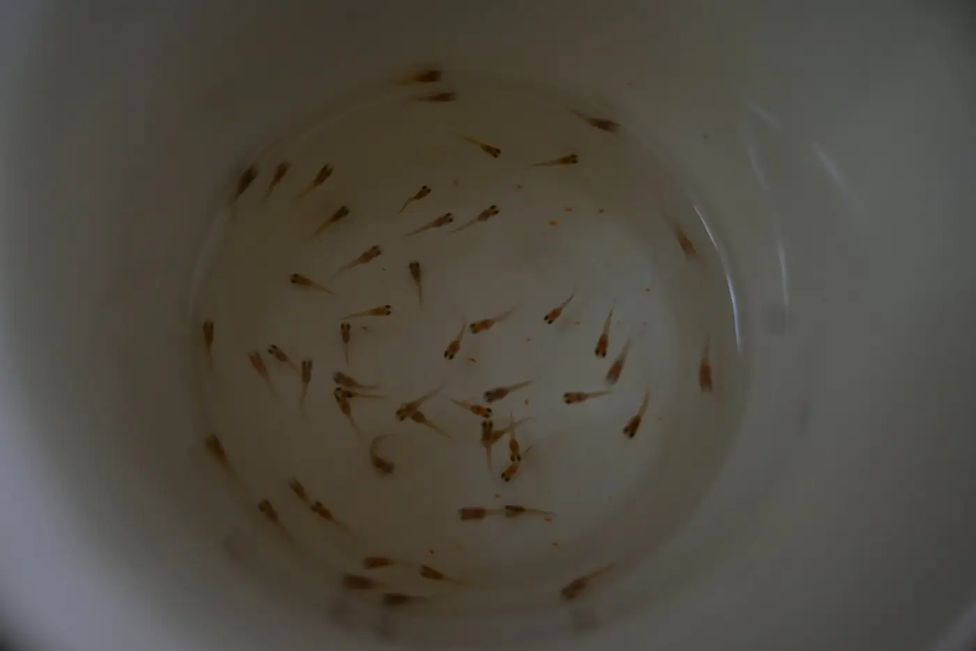 Larves de moustique commun dans une eau stagnante