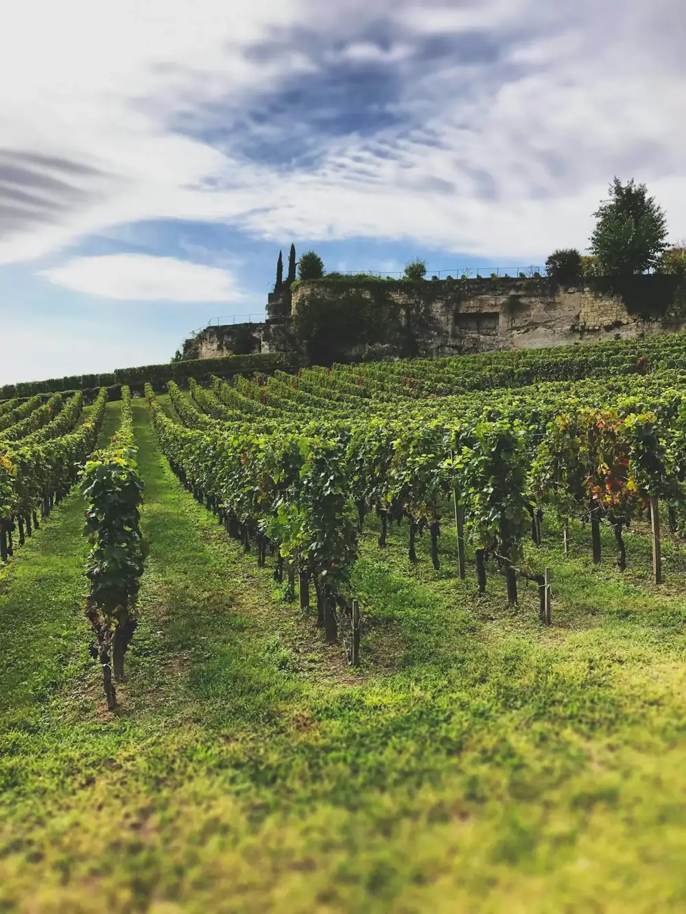 Vignoble du Libournais près de Saint-Émilion, secteur Libourne — anti-moustique Coutras