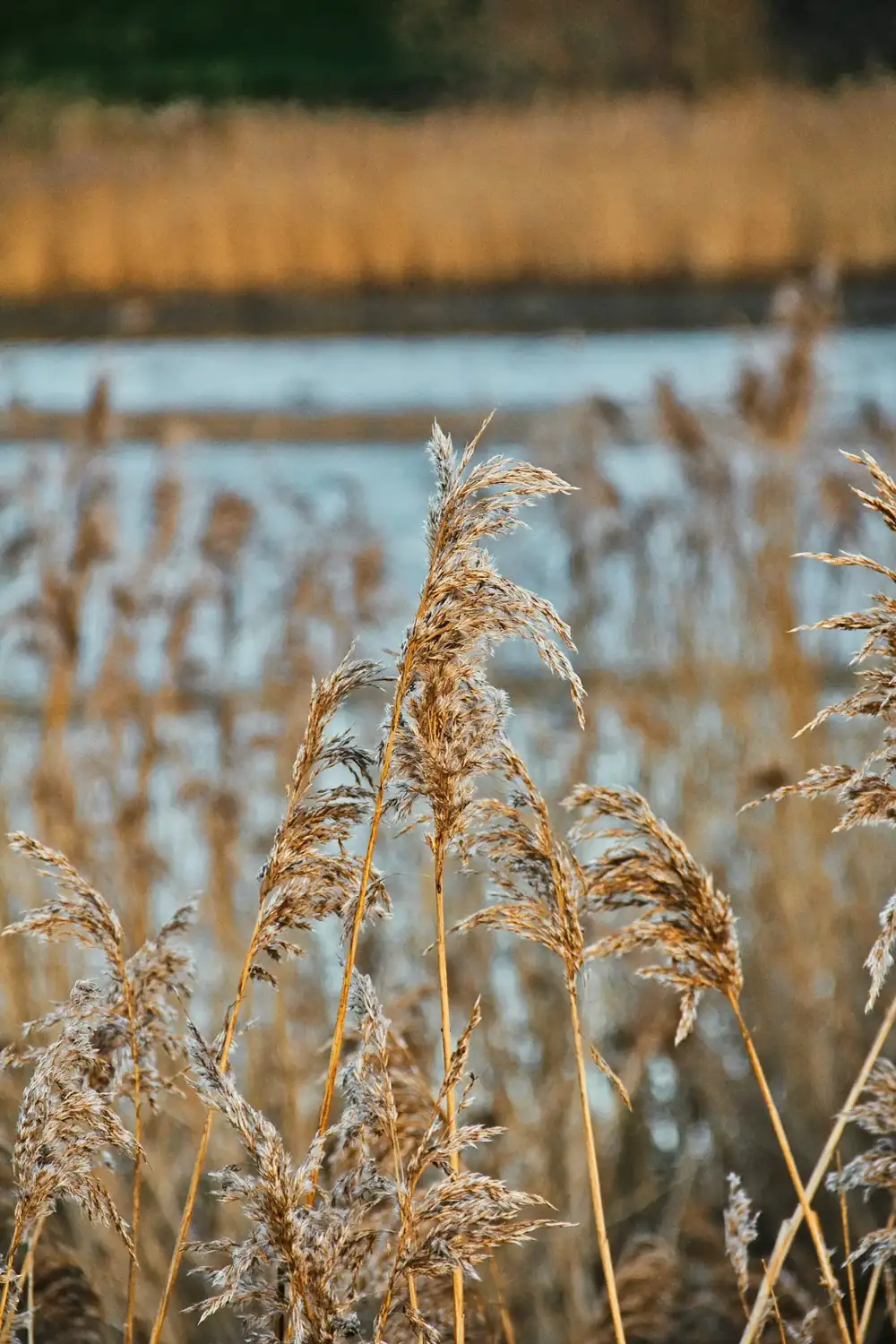 Marais et roseaux en Gironde — traitement anti-moustique à Saint-André-de-Cubzac
