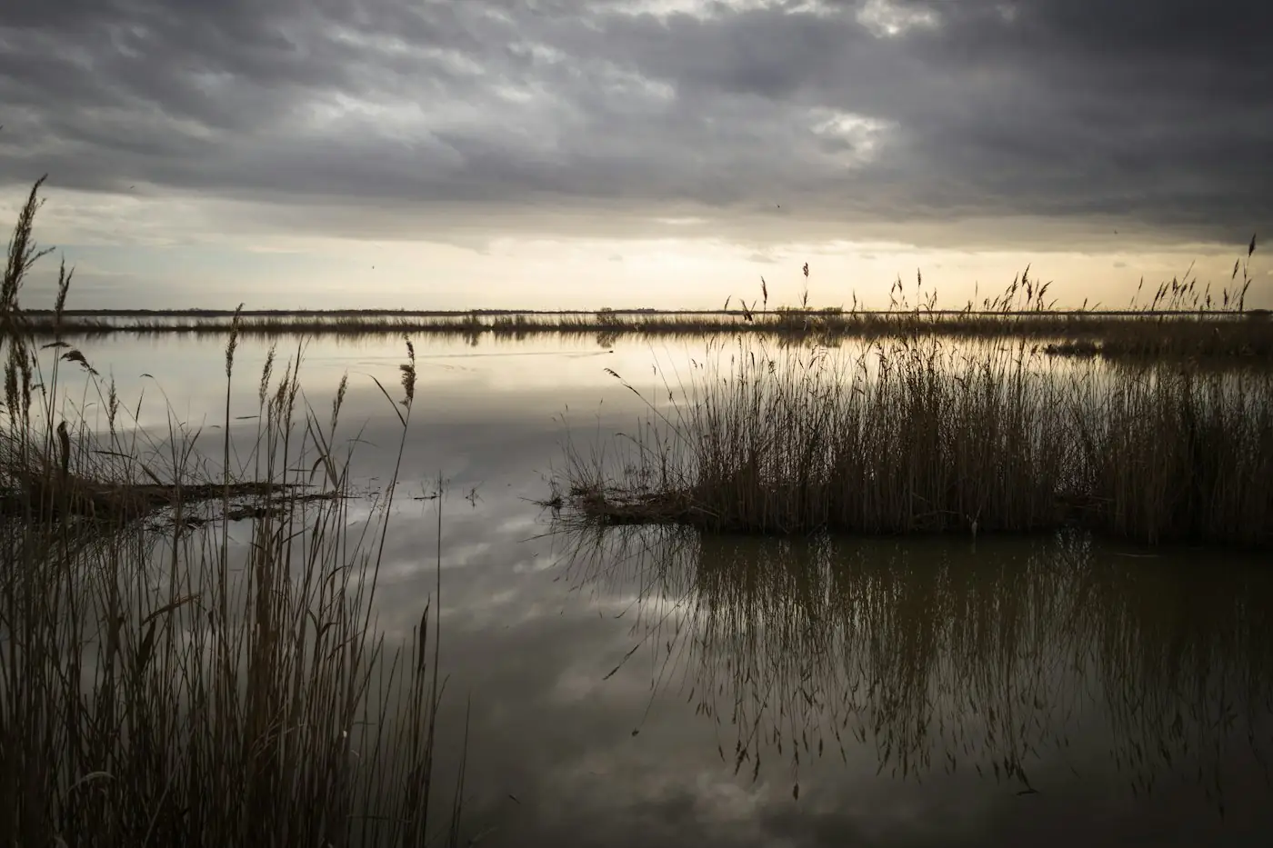 Marais au crépuscule dans le Médoc — traitement anti-moustique à Le Taillan-Médoc
