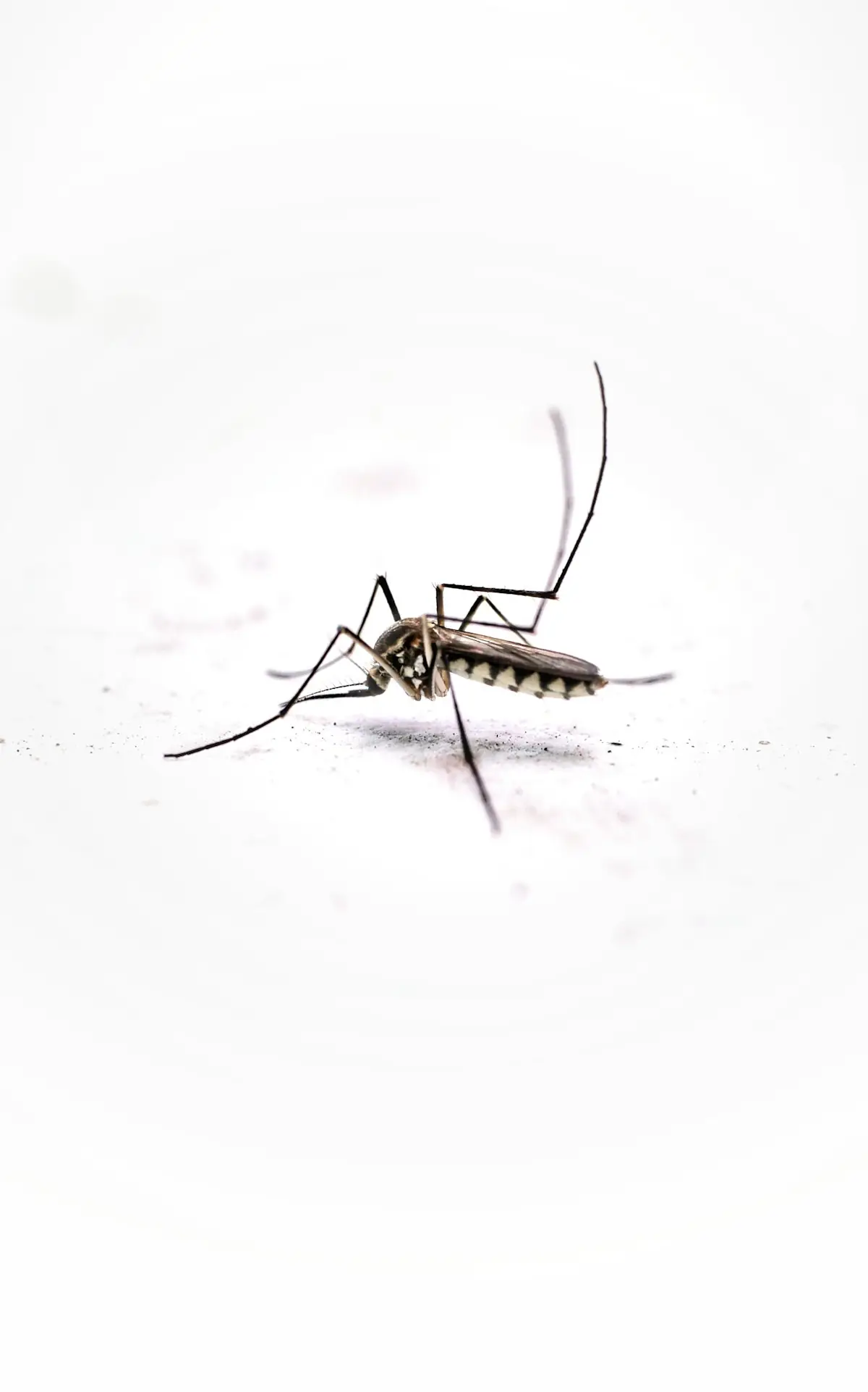 Moustique tigre Aedes albopictus reconnaissable à ses rayures noires et blanches