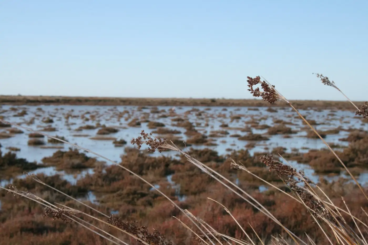 Prés salés et zones humides du Bassin — traitement anti-moustique à Arcachon